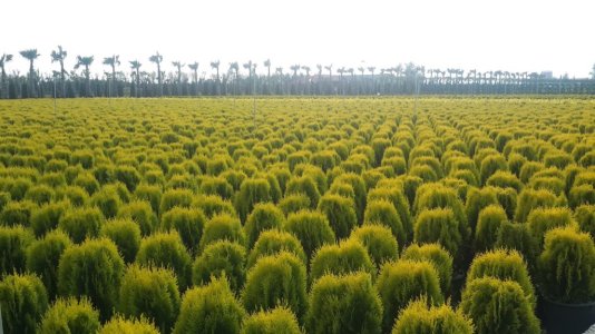 Fidanet-1-1024x576.jpg Fidanet-1-1024x576.jpg