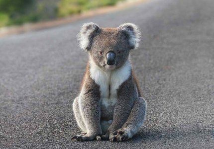 koala-australia-%C2%A9-Cherly-Ridge.jpg