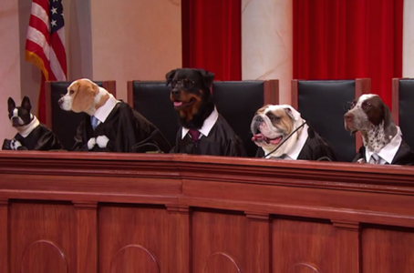 Boston-Dog-Lawyers.png