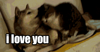 funny-gif-dog-cat-smell-love.gif