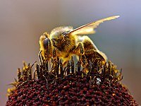 200px-Bee_Collecting_Pollen_2004-08-14.jpg