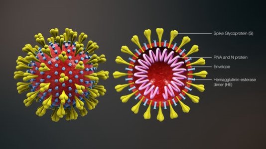 Figure-2-Sreuktura-e-SARS-CoV-2.jpg