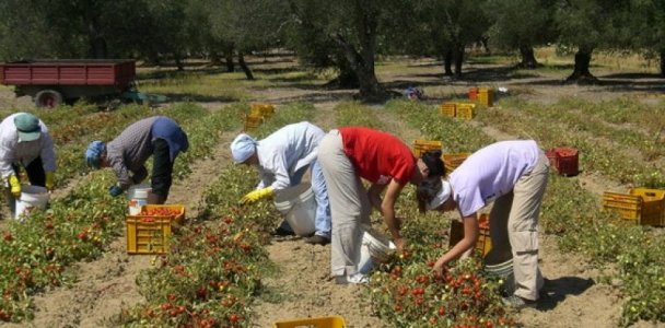 bujqesi-itali-800x395.jpg