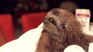 romantic-sloth-gives-girl-flower-13613164407.gif