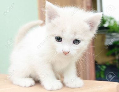13411188-funny-little-white-kitten-with-blue-eyes.jpg