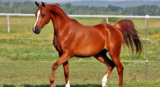 Arabian-Horse.jpg