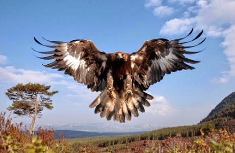 golden-eagle-500.jpg