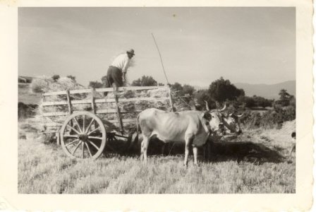 Spezzano-Alb.-2-Mietitura-anno-60.jpg