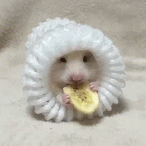 hamster_in_pouch_eats_banana_chip_gif_8191153169.gif