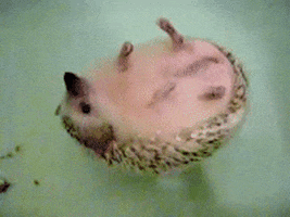 200.gif