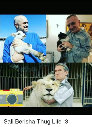 sali-berisha-thug-life-3-14239732.png