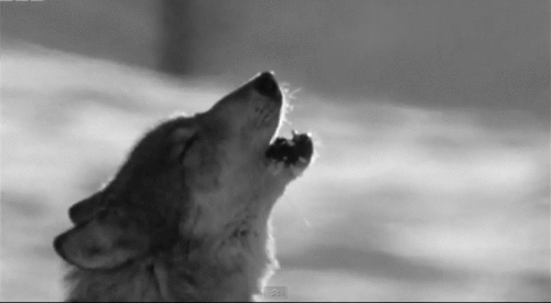 howling-wolf-58.gif