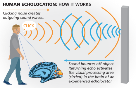 echolocation.png