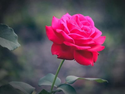 rose-flower-flowers-red-rose-tender-rose-pink-rose-beautiful-flower-leaves-scarlet-rose.jpg
