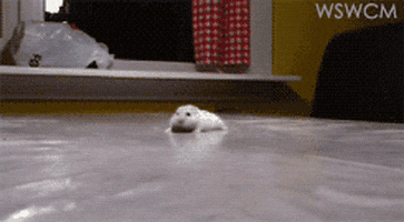 1647545952353.gif