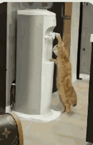 funny-cat.gif