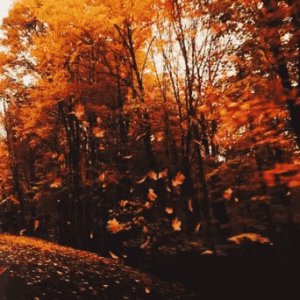 tumblr_414a9c1709d503de50f424a543d46d0c_7594c706_400.gif