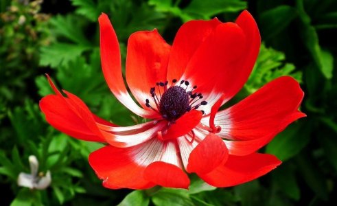 anemone-3947105_960_720.jpg