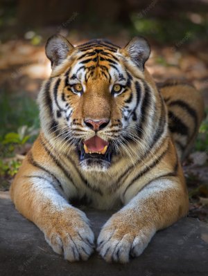 tiger-looking-with-open-mouth_1150-18083.jpg