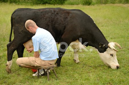 16877518-milking-a-cow.jpg