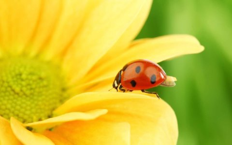 coccinella-compressed-1.jpg