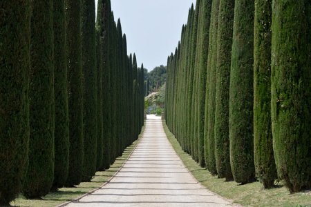 cipressi-in-Toscana.jpg
