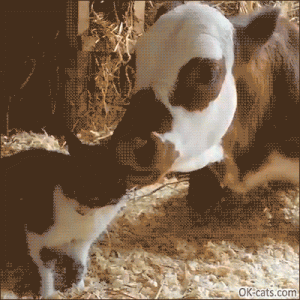 Cute+Cat+GIF+%E2%80%A2+Cat+and+cow+are+best+friends.+Cow+licking+cat+ear%2C+they+are+so+cute%2...gif