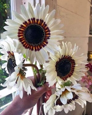 22 - White Sunflower .jpeg