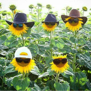 149 - Sunflower Folks. 🌻.png