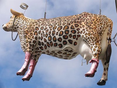 cow.crazy.animal.jpg