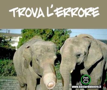 elefante1sofiavakero.jpg