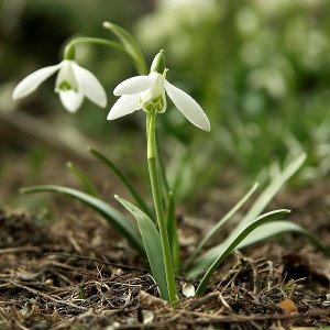 Galanthus-nivalis.jpg Galanthus-nivalis.jpg