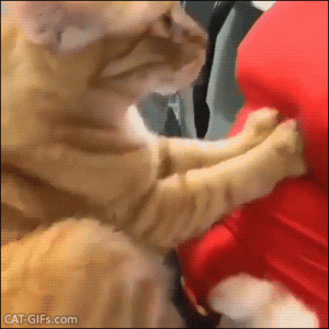 Funny Cat GIF • Erotic massage Funny Cat kneading boobs because he wants some fresh milk.gif