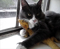 funny-gif-cats-pet.gif