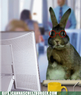 funny-animal-gifs-hard-at-work.gif