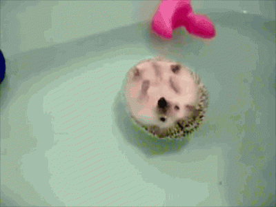 giphy (4).gif