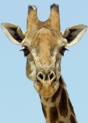 giraffe-animated-gif-6.gif