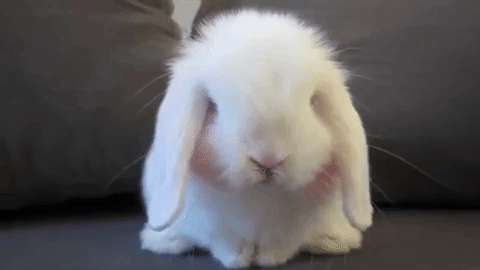 white-baby-rabbit-sniffing-its-nose.gif