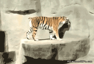 animal-2.gif