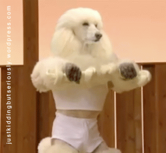 poodle_workout.gif