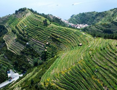 Liguria-Vigne-vista-mare-pdjj8wj06ud6mbsdrapmmpg2p2agwgavji4i6yoyt4.jpg