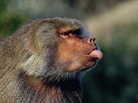 02dd0cfd06a0c28a4b7203470d059010--baboon-guinea.jpg