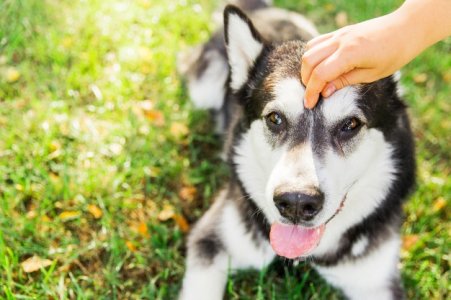 cane-husky-in-bianco-e-nero-che-si-trova-sull-erba-verde-nel-parco-le-mani-della-donna-che-acc...jpg