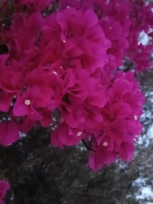IMG_20240505_204221.jpg