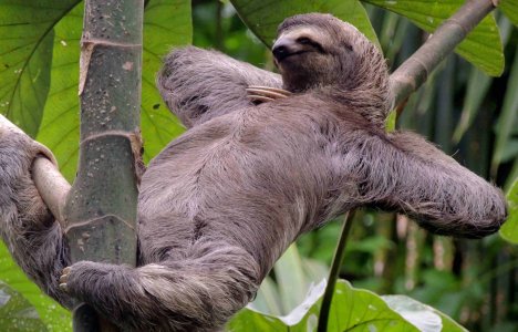 Sloth-relaxing.jpg