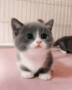 1754661451291.gif