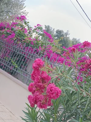 1000048865.webp
