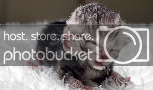 2-faced-Kitten_682_656589a.jpg