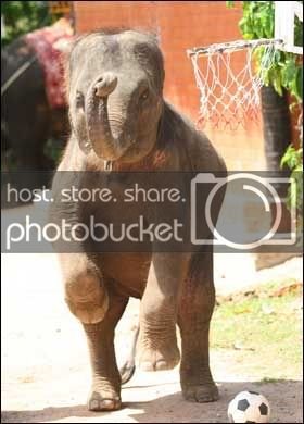 elephant3_280_676727a.jpg
