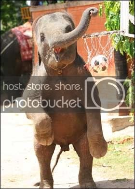 elephant2_280_676726a.jpg